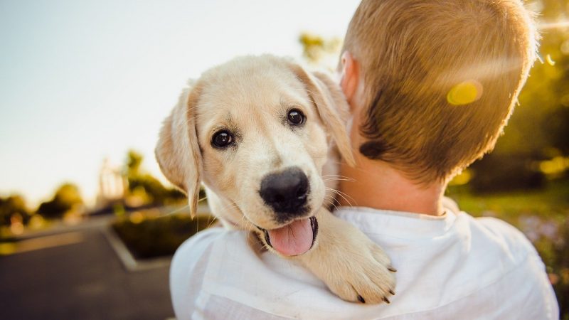 Comment bien assurer mon chien ?