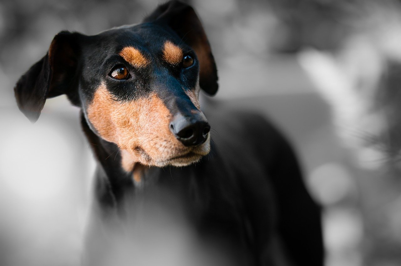 Comment bien assurer mon chien ?