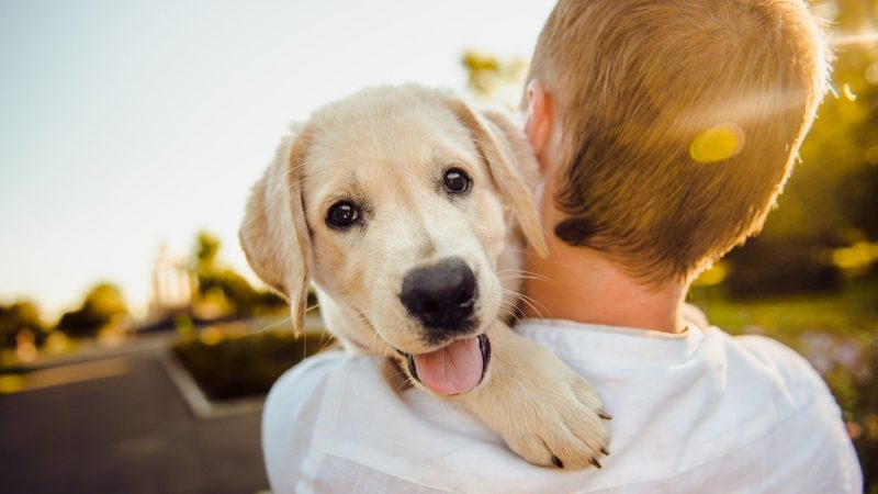 Peut-on se faire rembourser les frais de santé d&rsquo;un chien ?