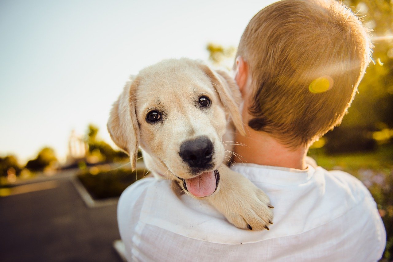 Peut-on se faire rembourser les frais de santé d&rsquo;un chien ?