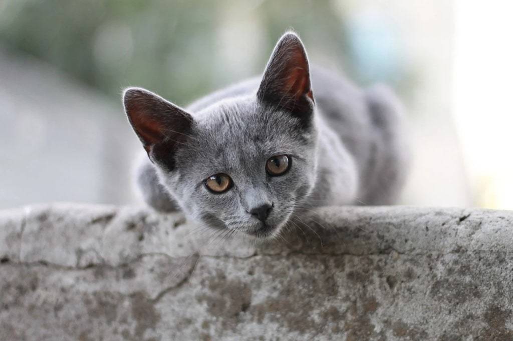 Trouver une assurance adaptée pour votre chat : conseils pratiques