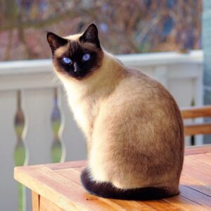 Trouver une assurance adaptée pour votre chat : conseils pratiques