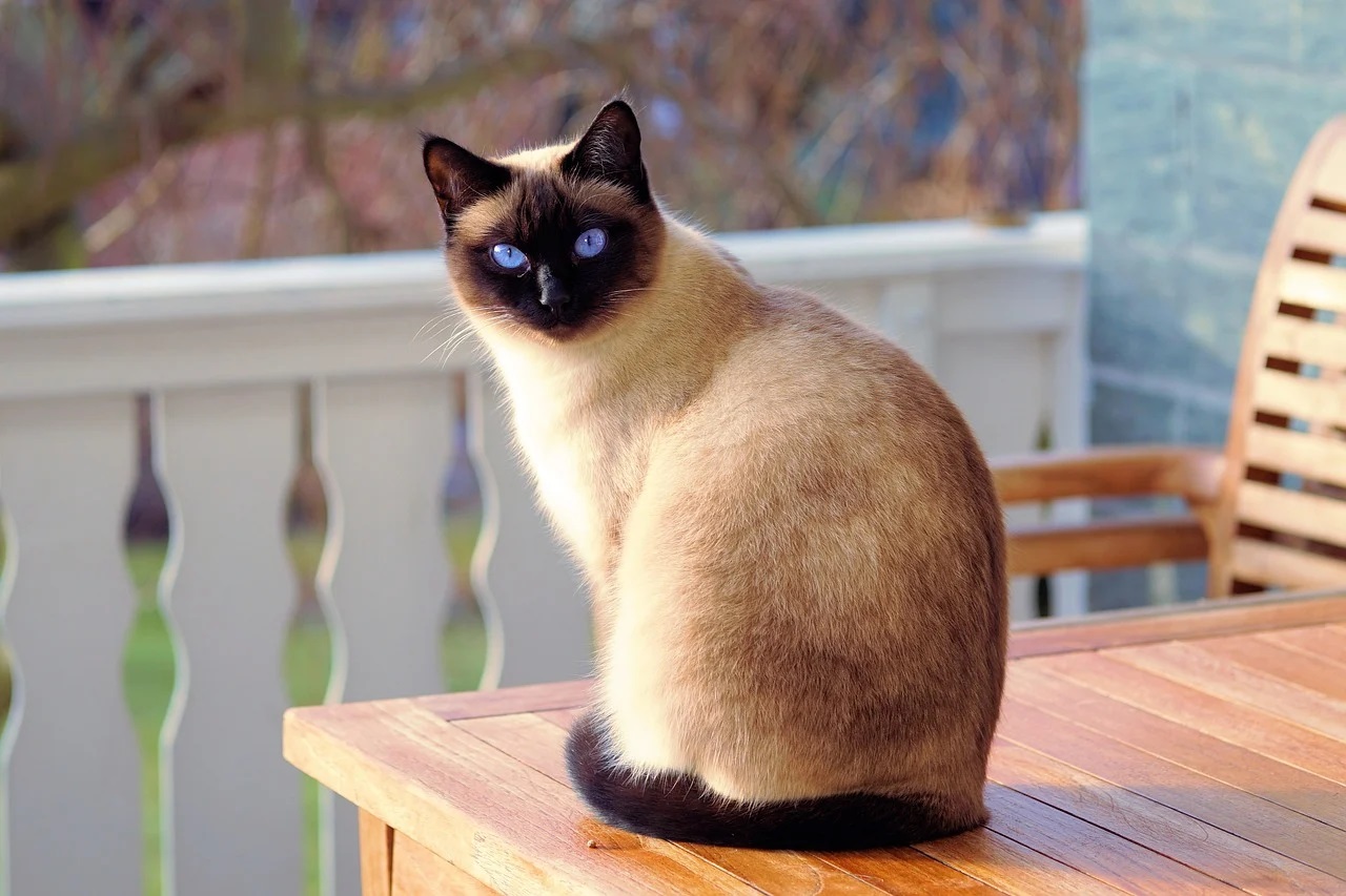 Trouver une assurance adaptée pour votre chat : conseils pratiques